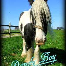 Irish Cob Dandy Boy