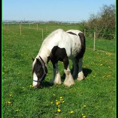 Irish Cob Moustafar Van Boeregemvel