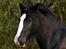 Shire Jack