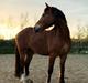 Welsh Pony af Cob-type (sec C) Gribsvads Jano Jo II