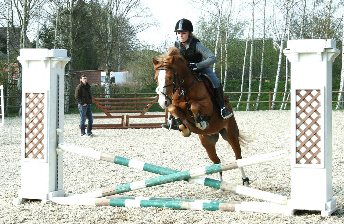 DSP Stald Blymes Pride billede 19