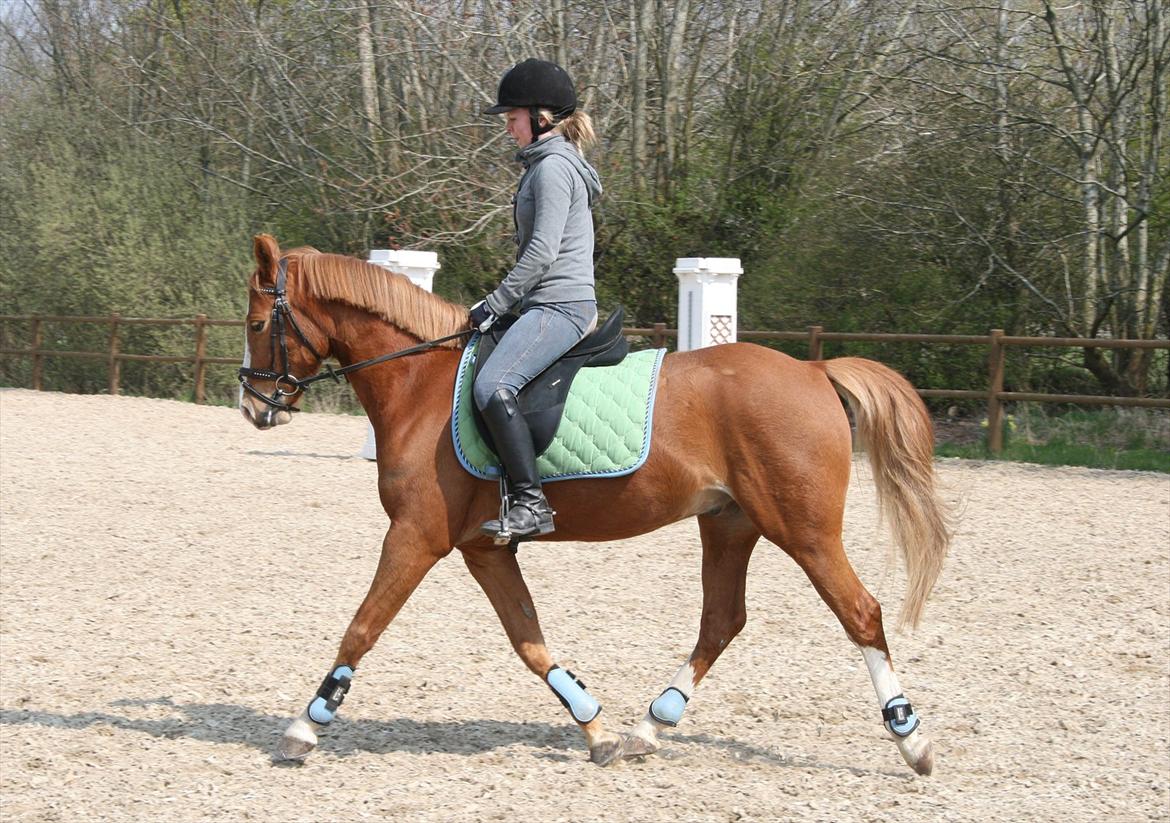 DSP Stald Blymes Pride billede 20