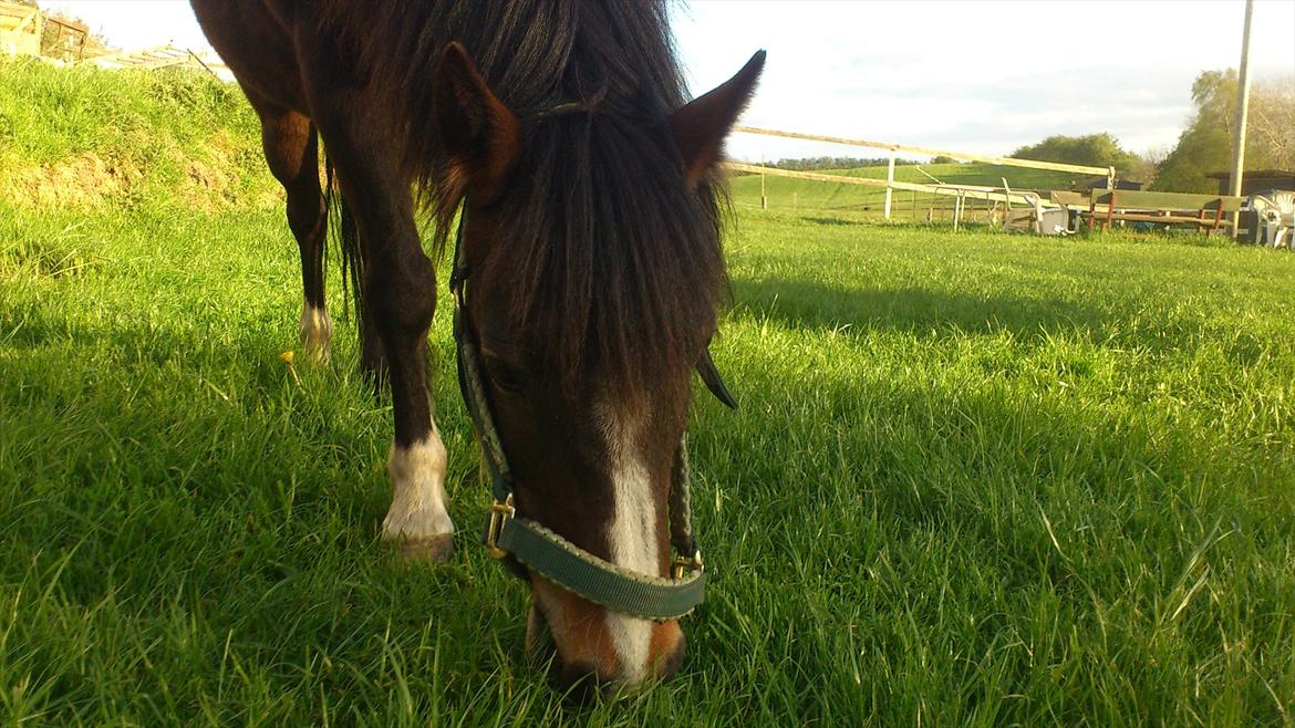 Welsh Pony af Cob-type (sec C) Fanny "Kommer til at savne dig" - Fanny på græs-marken om aften.  billede 7