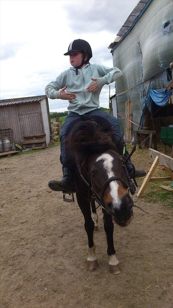 Welsh Pony af Cob-type (sec C) Fanny "Kommer til at savne dig" - Ehhh? lidt skør må man da hodt være:) billede 8