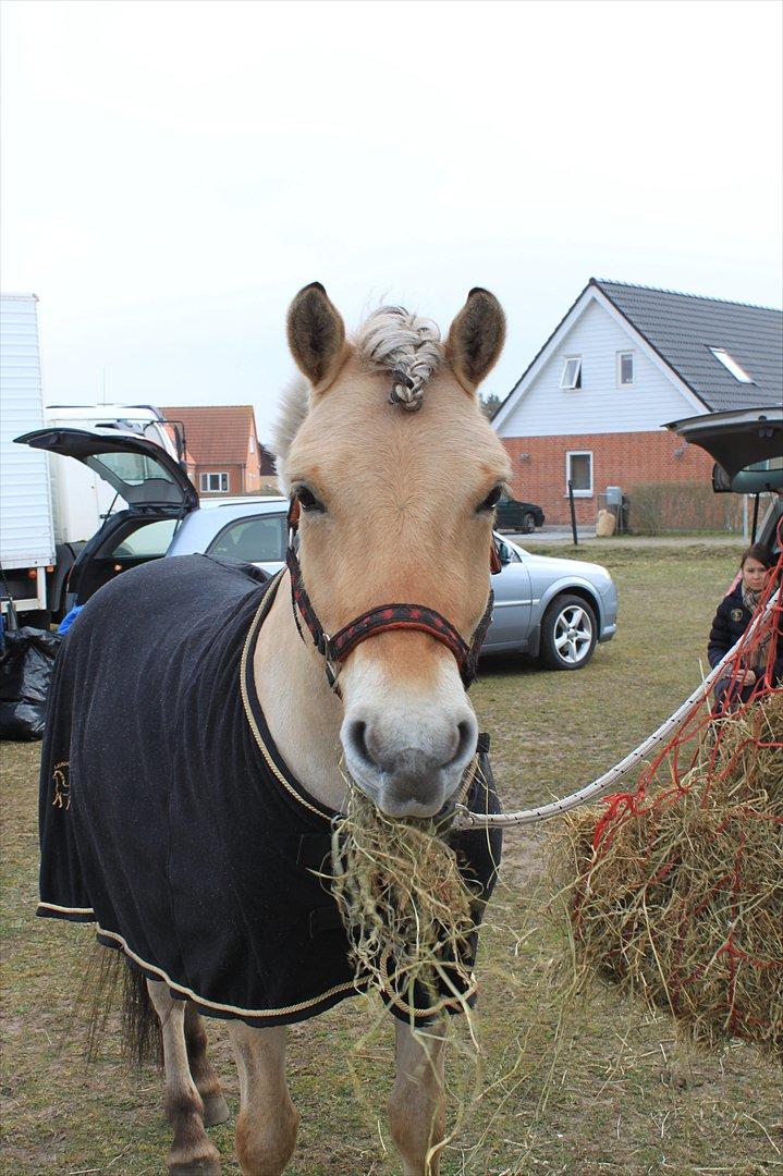 Fjordhest Neptun Skovå - Neptun står lige ved traileren og chiller med noget hø :) billede 9