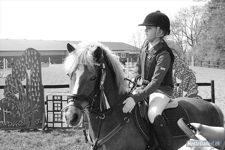 New Forest Pegasus af Bråskovgård<3 - Vinder 1 plads på hende<3 2012 billede 15