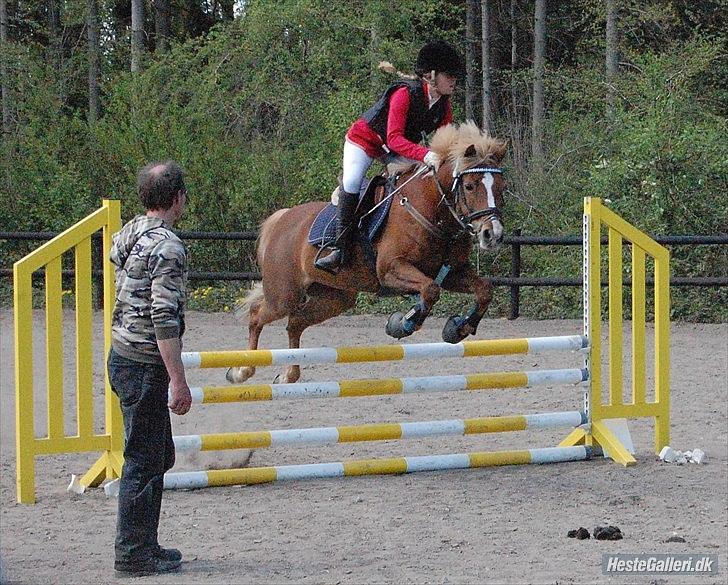 New Forest Pegasus af Bråskovgård<3 - Flotte P<3 2012 billede 17