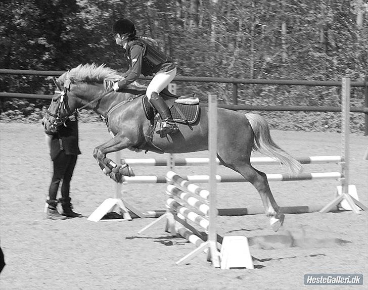 New Forest Pegasus af Bråskovgård<3 - Smukke P<3 (det var bare så småt for dig) 2012 billede 4