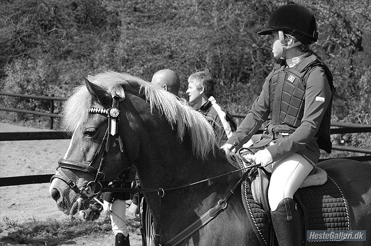 New Forest Pegasus af Bråskovgård<3 - Elsker diq, venter på at skal ind på banen<3 2012 billede 9