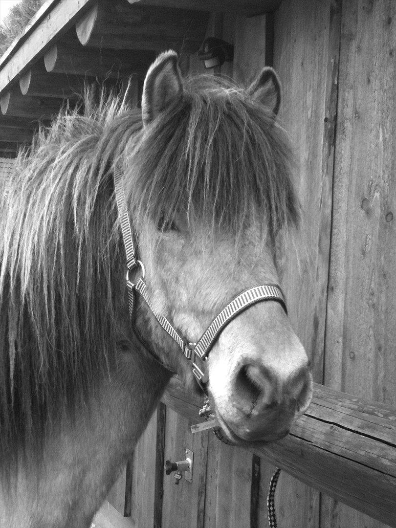 Islænder sleipnir fra Kastanjely (R.I.P) billede 11