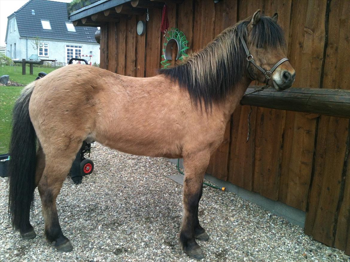 Islænder sleipnir fra Kastanjely (R.I.P) billede 12