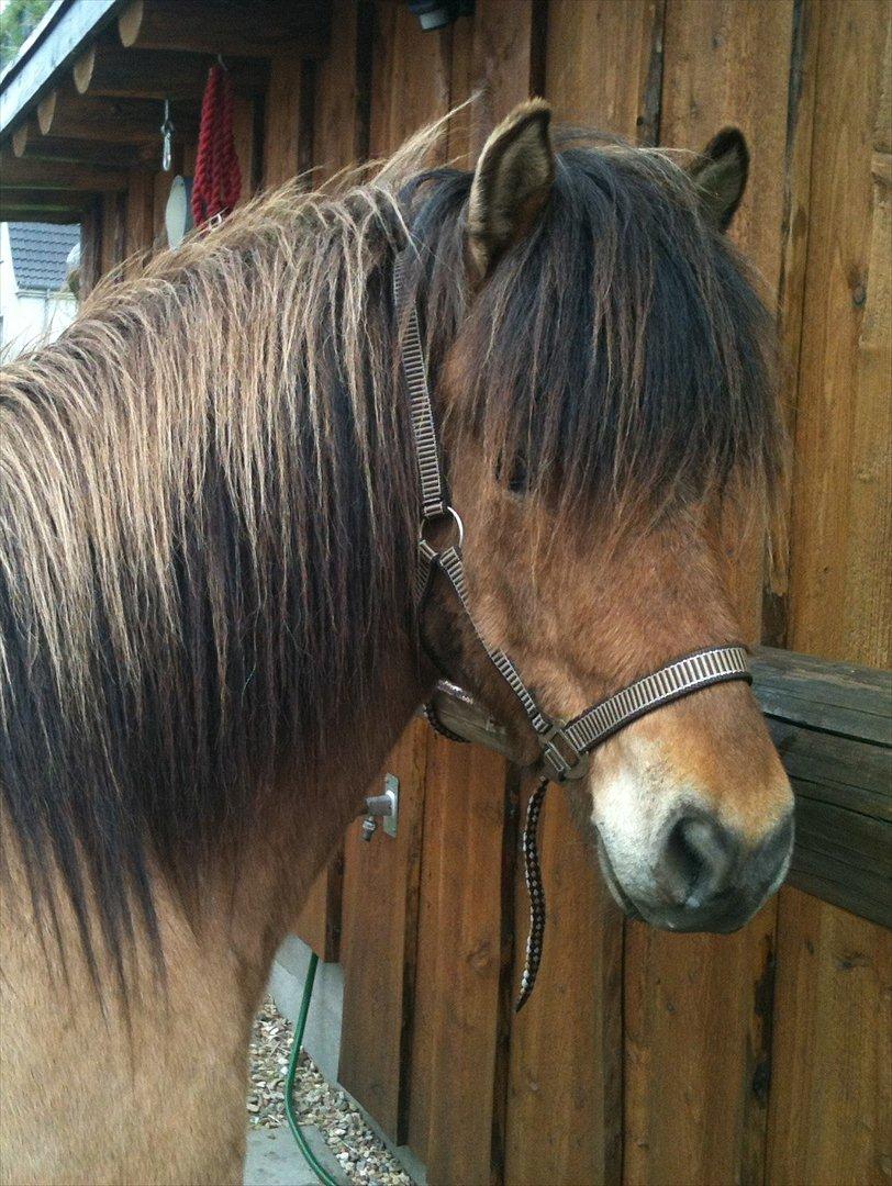 Islænder sleipnir fra Kastanjely (R.I.P) billede 13