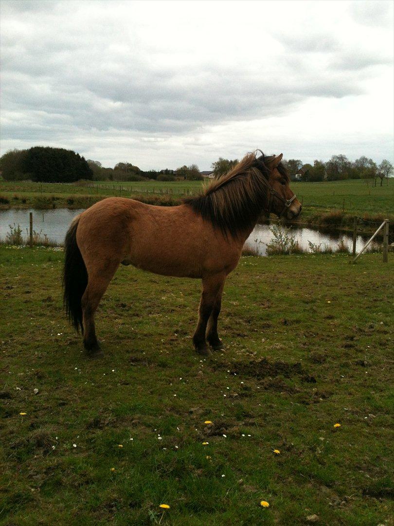 Islænder sleipnir fra Kastanjely (R.I.P) billede 14