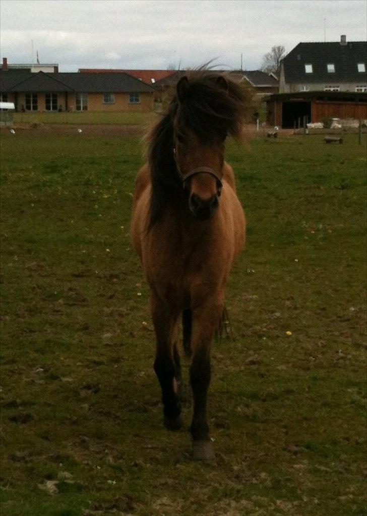 Islænder sleipnir fra Kastanjely (R.I.P) billede 15