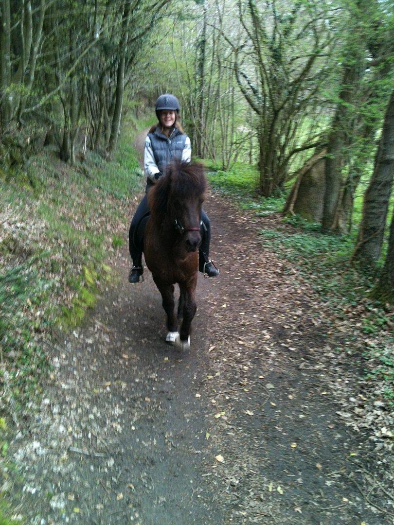 Islænder Svadilfari fra Godrumgård (solgt) billede 20