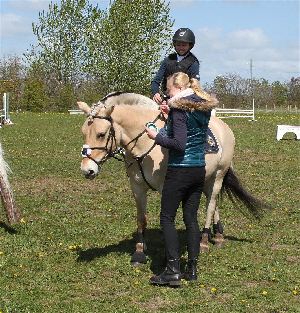 Fjordhest Neptun Skovå - Præmieoverrækkelse i LD :) billede 11