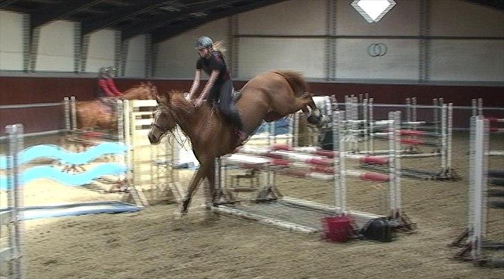 Anden særlig race Mañaña *STJERNE* - Springtræning efter skaden han var bare super <3 Seje bagben!! :D billede 7