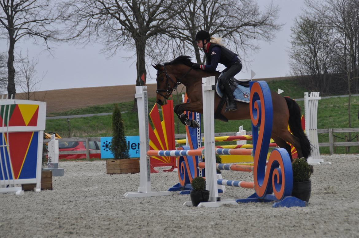 Svensk Varmblod Queens Dandelion(Lille Bjørn)*B-Pony* - Velkommen til Lille Bjørns profil! Du er meget velkommen til at smide en kommentar og en bedømmelse på vejen! :D billede 1