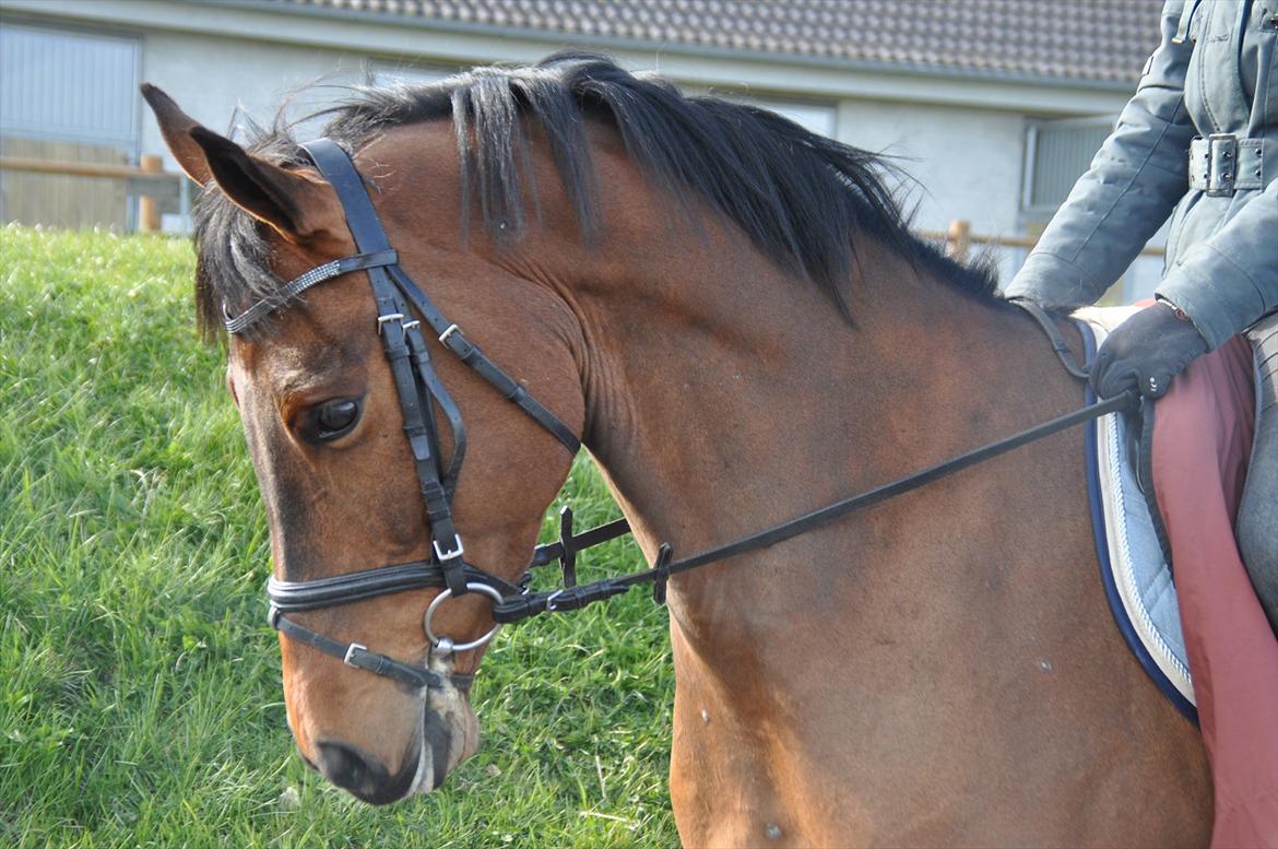 Svensk Varmblod Queens Dandelion(Lille Bjørn)*B-Pony* billede 2