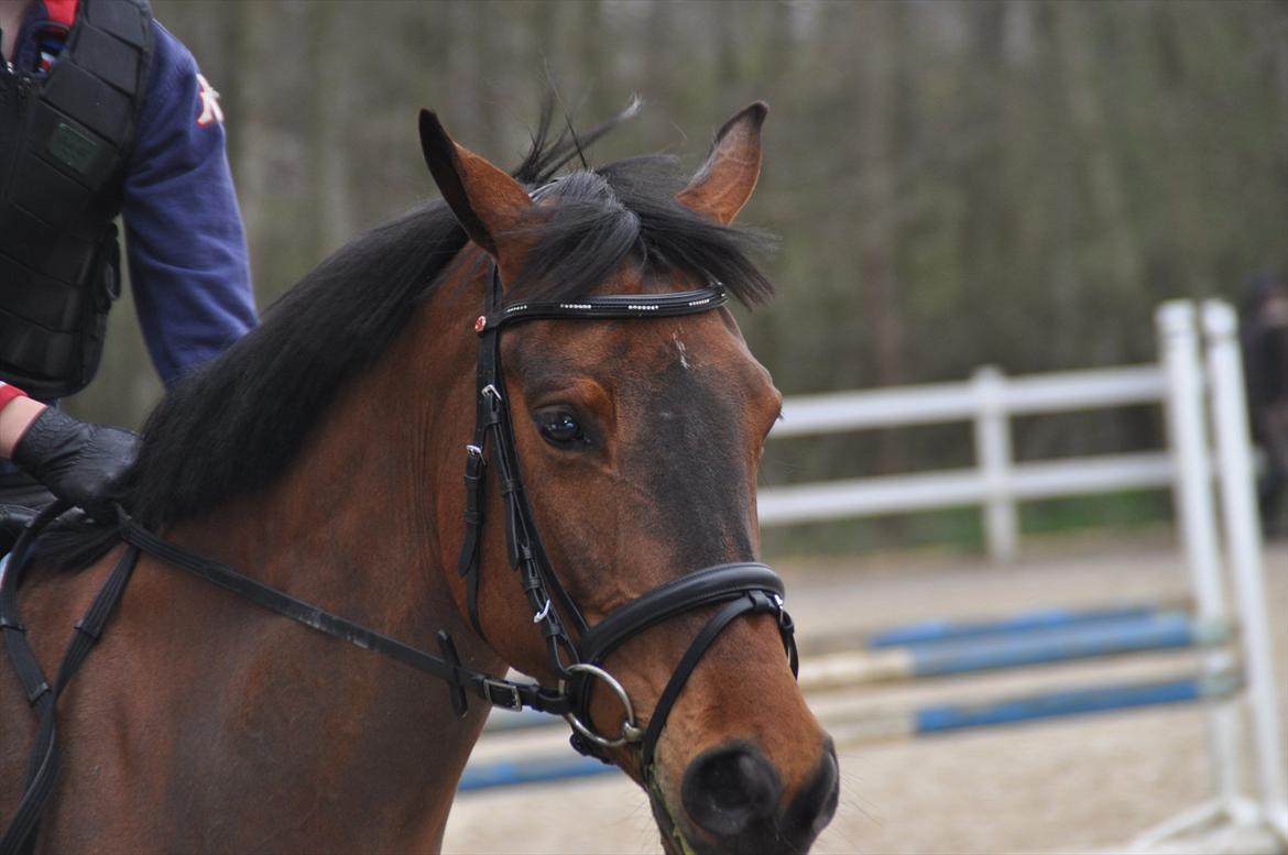 Svensk Varmblod Queens Dandelion(Lille Bjørn)*B-Pony* billede 3
