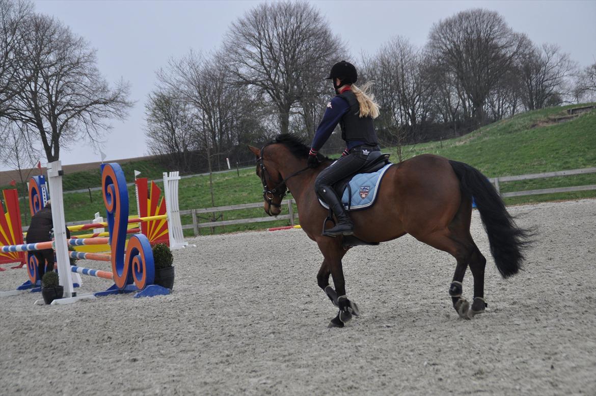 Svensk Varmblod Queens Dandelion(Lille Bjørn)*B-Pony* billede 4