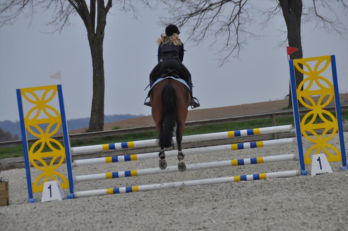 Svensk Varmblod Queens Dandelion(Lille Bjørn)*B-Pony* - Når enden er go' er alting godt! ^^ billede 20
