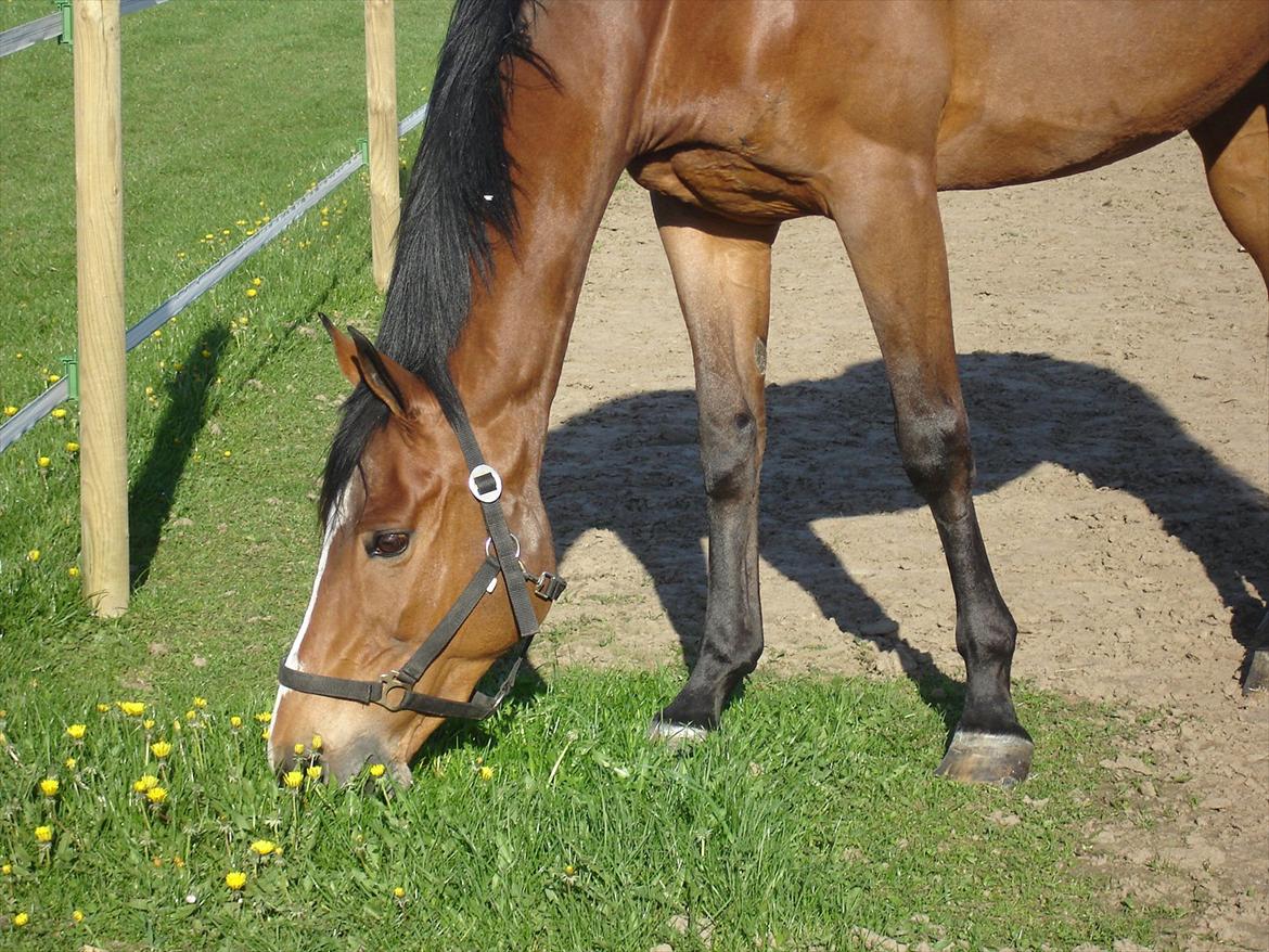 Selle Francais Katrine Del Sole billede 12