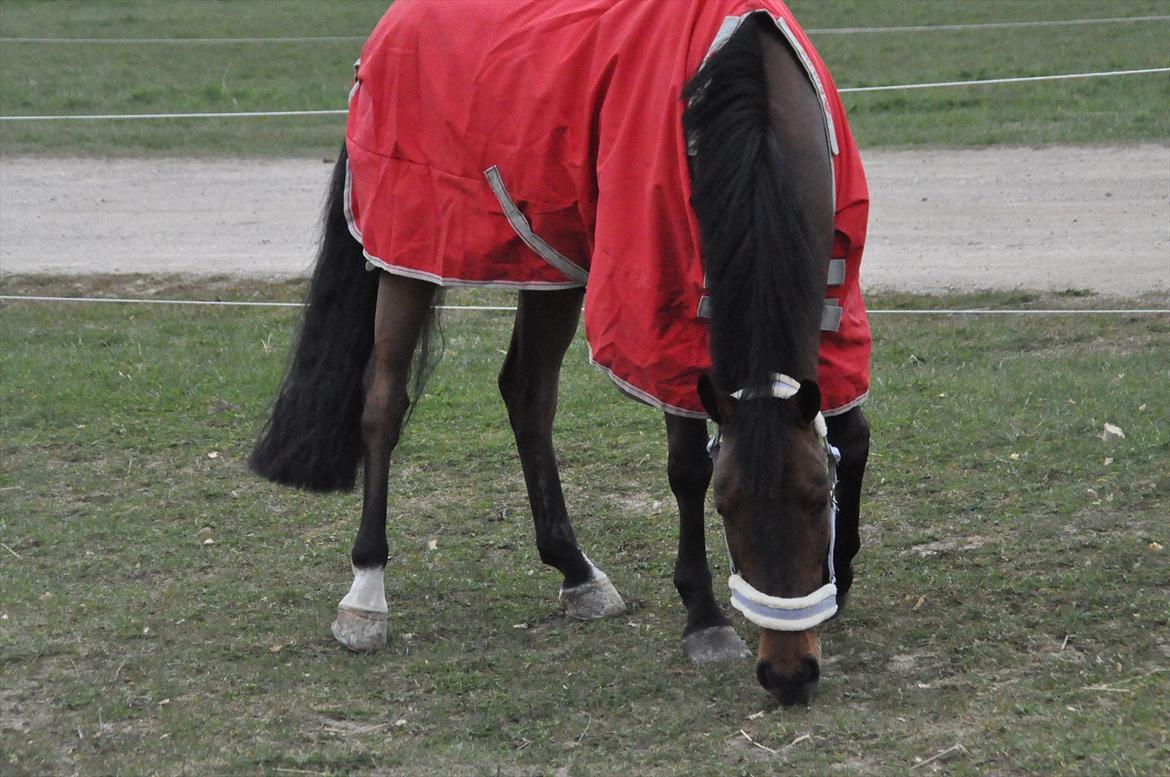 Svensk Varmblod Queens Dandelion(Lille Bjørn)*B-Pony* billede 5