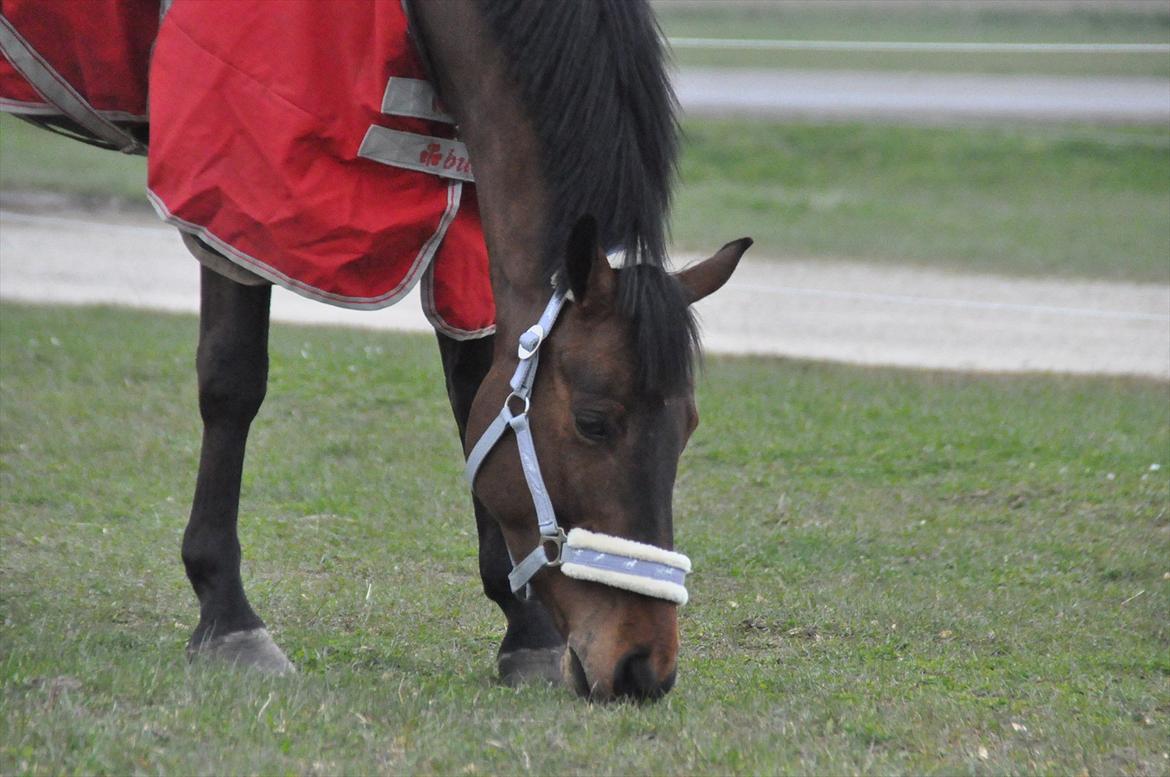 Svensk Varmblod Queens Dandelion(Lille Bjørn)*B-Pony* billede 6