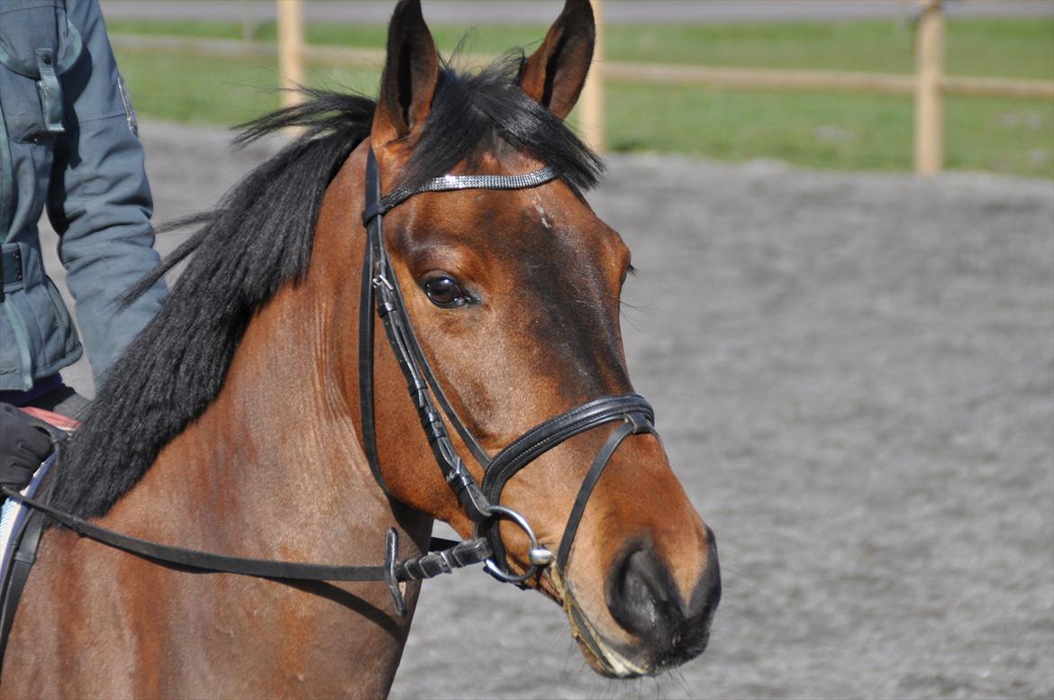 Svensk Varmblod Queens Dandelion(Lille Bjørn)*B-Pony* billede 7