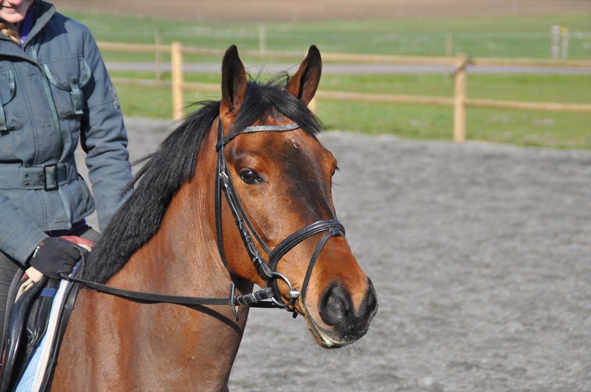 Svensk Varmblod Queens Dandelion(Lille Bjørn)*B-Pony* billede 8