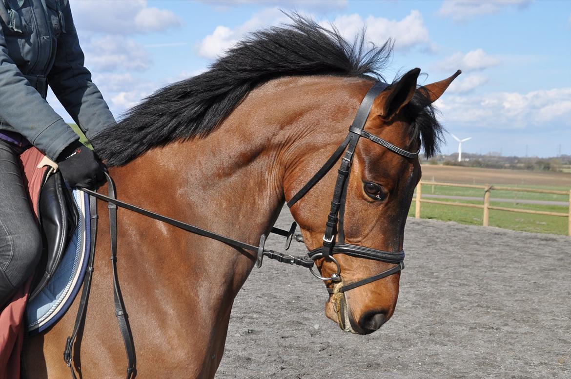 Svensk Varmblod Queens Dandelion(Lille Bjørn)*B-Pony* billede 9