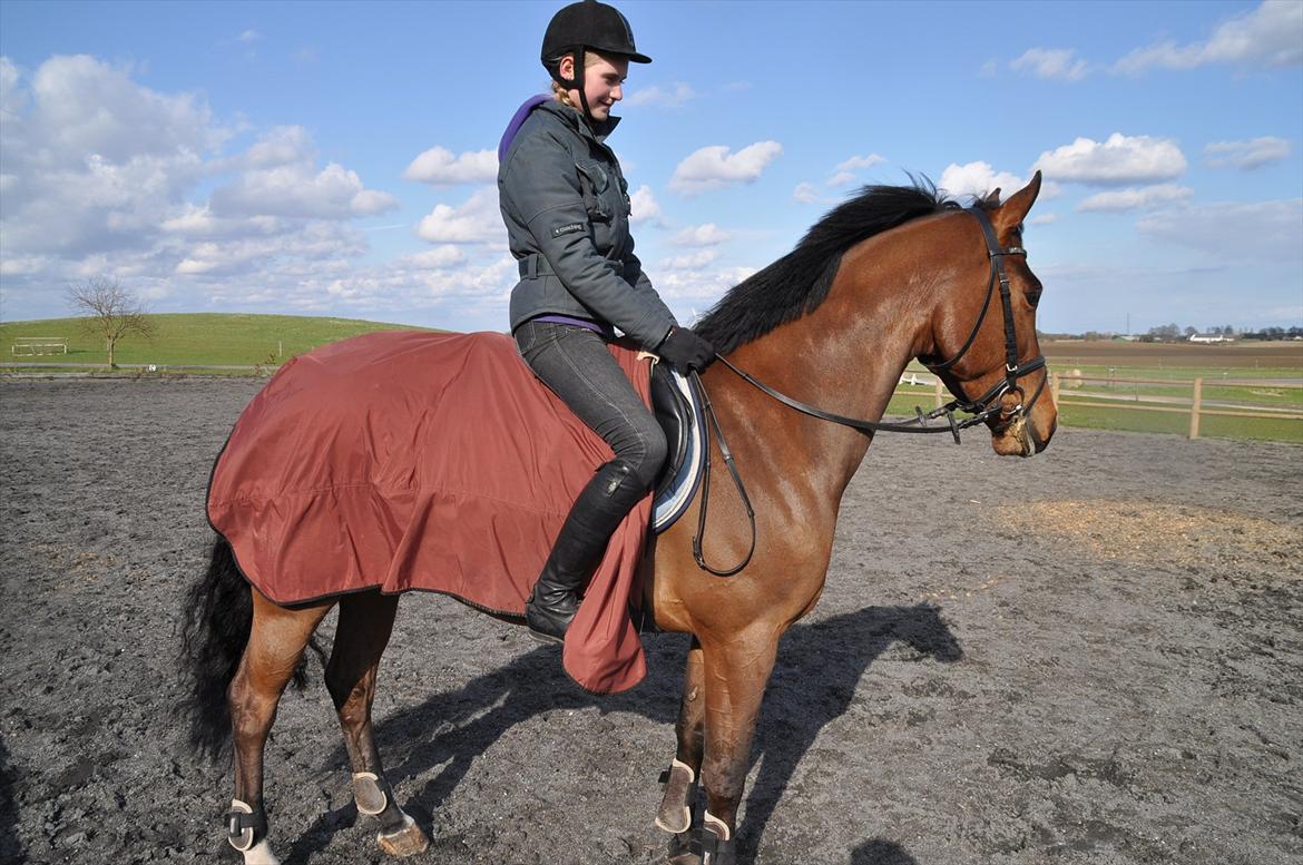 Svensk Varmblod Queens Dandelion(Lille Bjørn)*B-Pony* billede 12