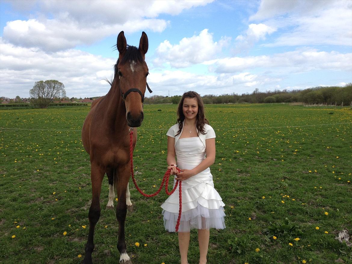 Dansk Varmblod Bøgegårdens Landini billede 1