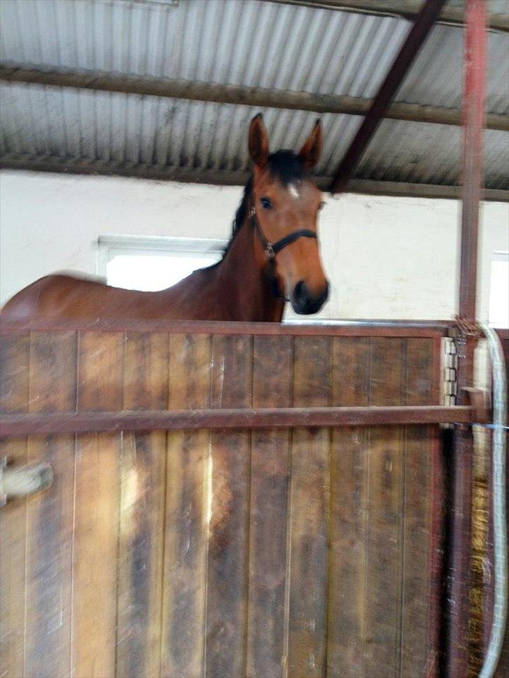 Dansk Varmblod Bøgegårdens Landini billede 2