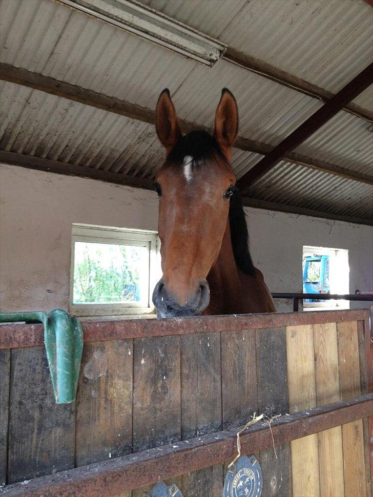 Dansk Varmblod Bøgegårdens Landini billede 3