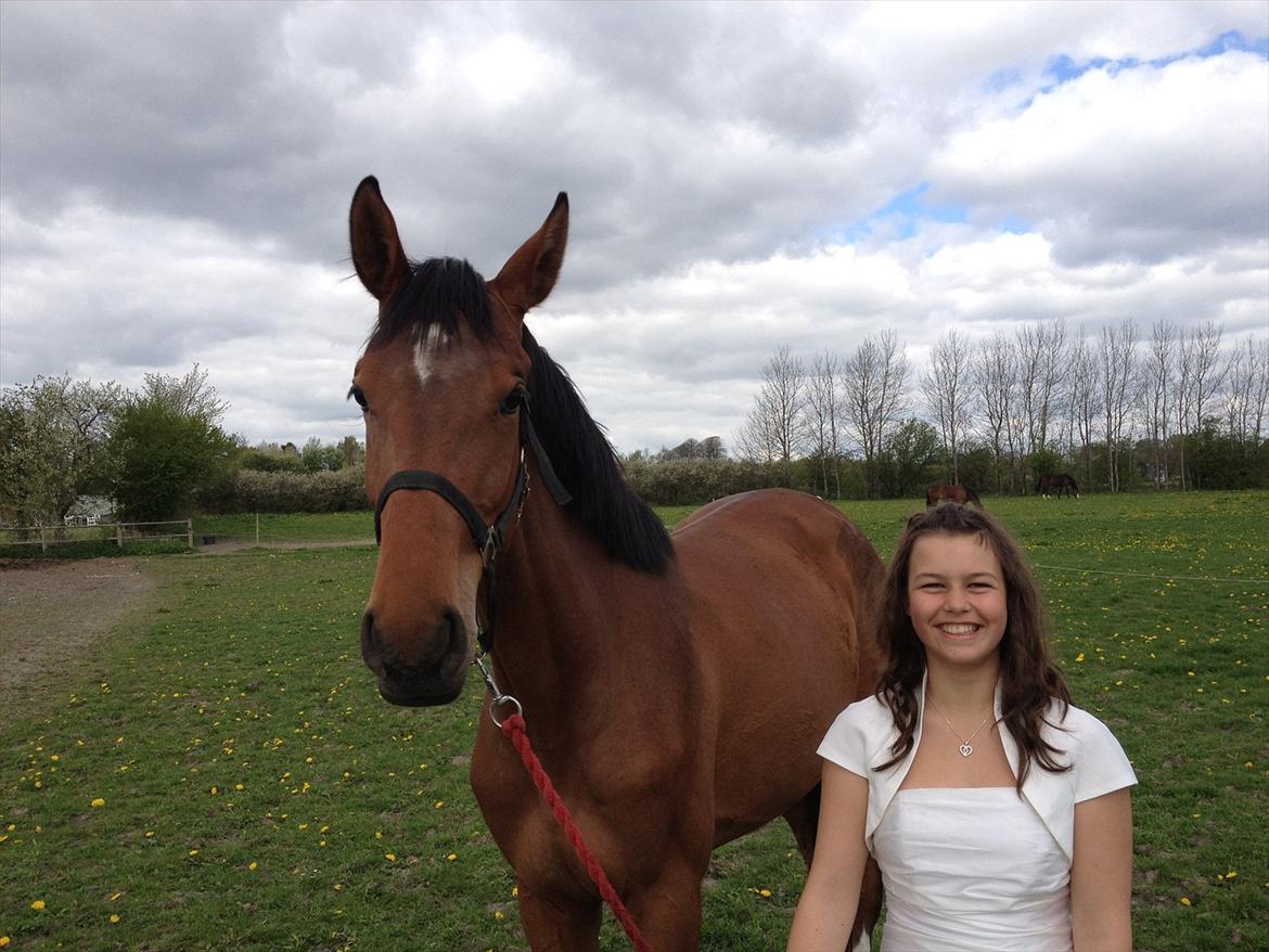 Dansk Varmblod Bøgegårdens Landini billede 4