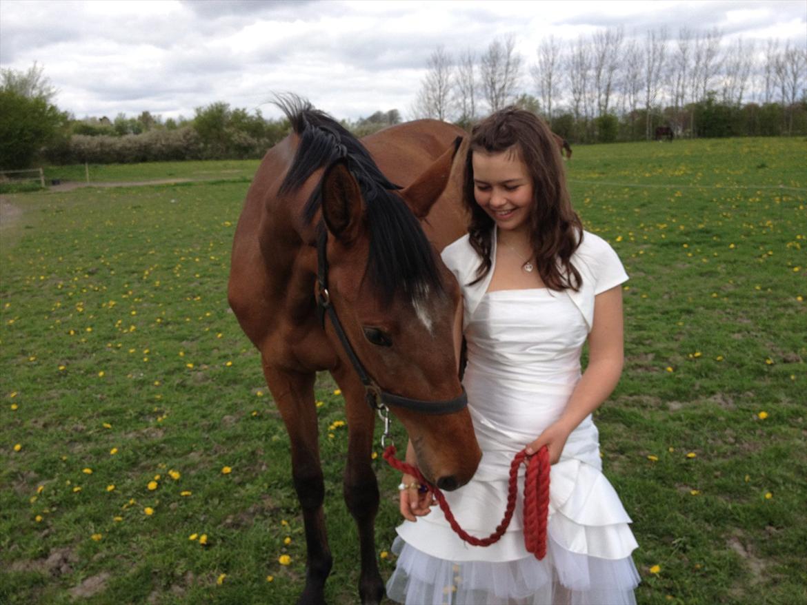 Dansk Varmblod Bøgegårdens Landini billede 5