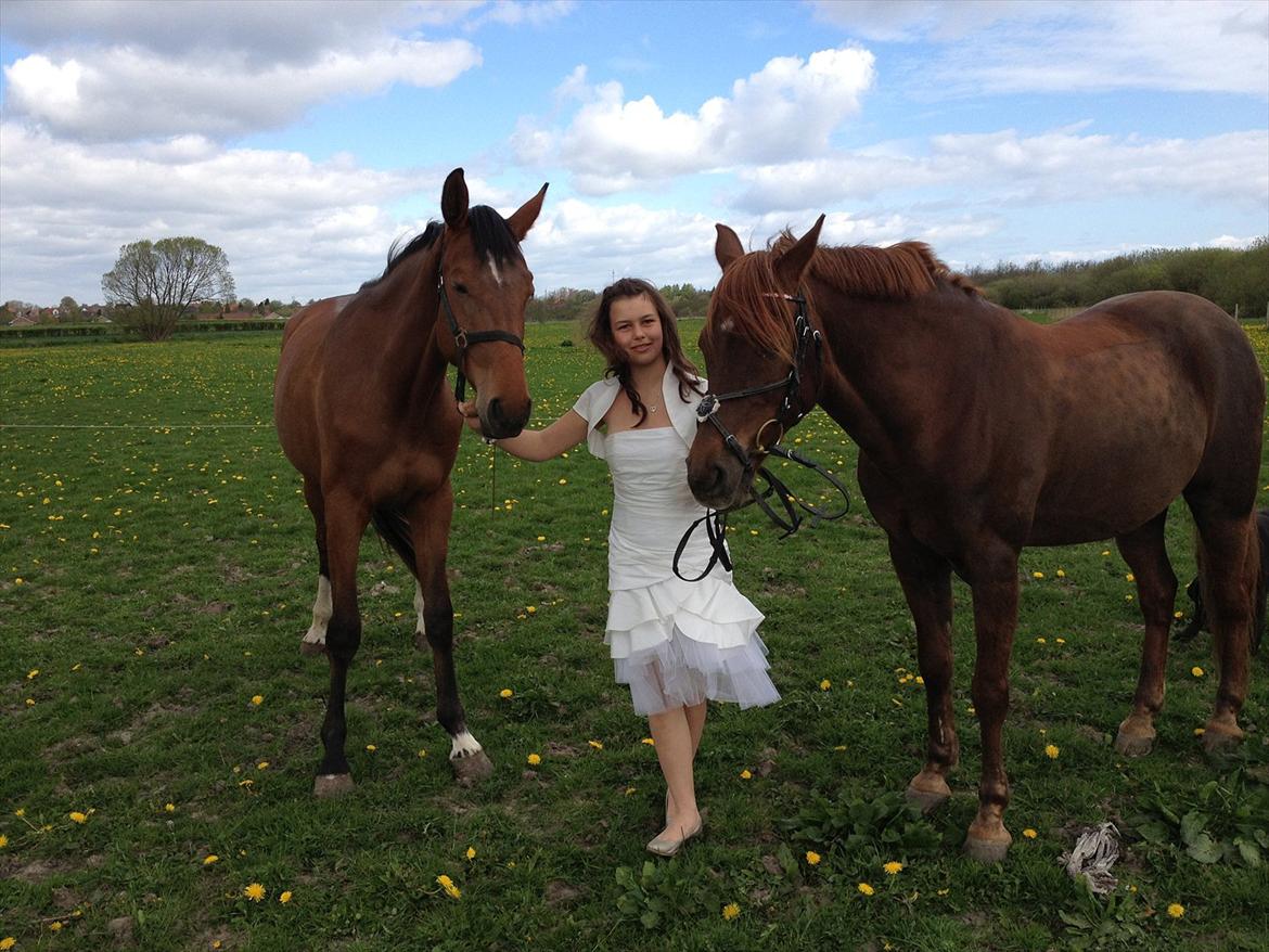 Dansk Varmblod Bøgegårdens Landini billede 6