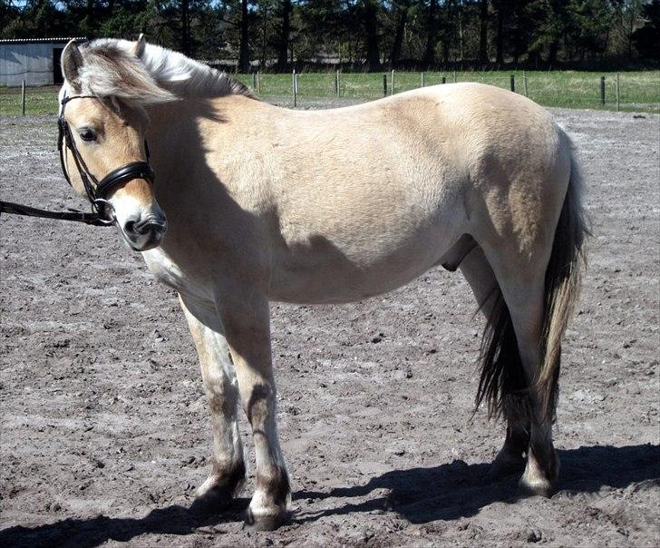 Fjordhest Jasper Pride billede 5