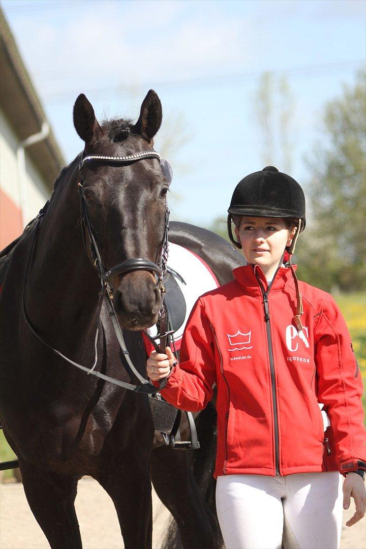 Dansk Varmblod Rådbjerg's Pari-Don - Smukke Pari-Don til sit første stævne i Åstrup Sportsrideklub d. 5. maj 2012 billede 8