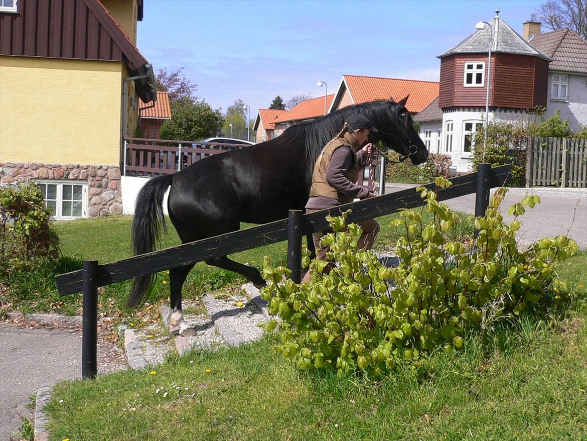 Anden særlig race Gazella RIP - Gazella på trapperne, Maj 2012 billede 13