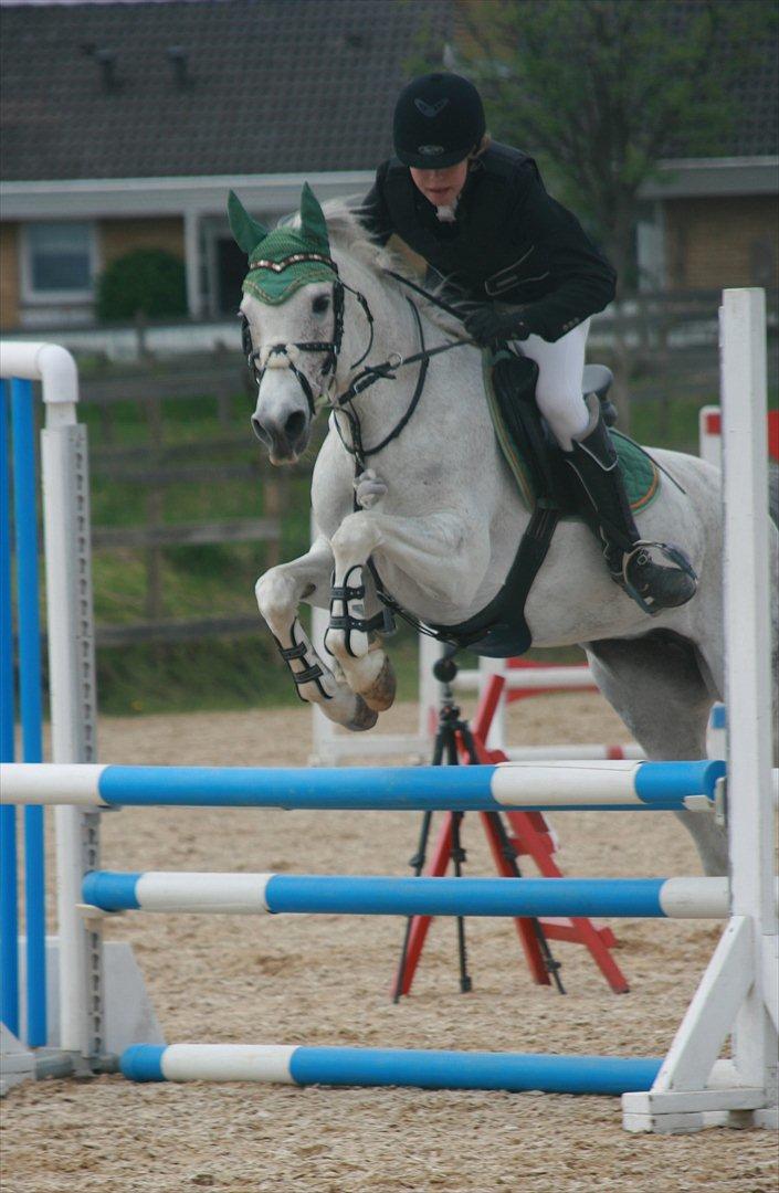 Anden særlig race Gadehøjs CariDée - FOTO: Louise Friis billede 14