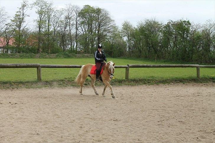 Haflinger Amber billede 4