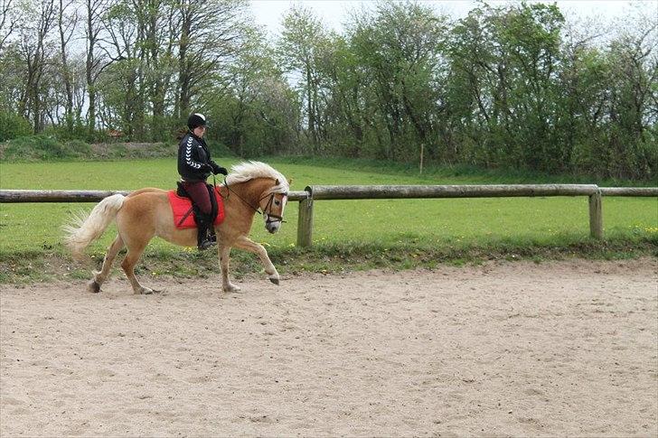 Haflinger Amber billede 5