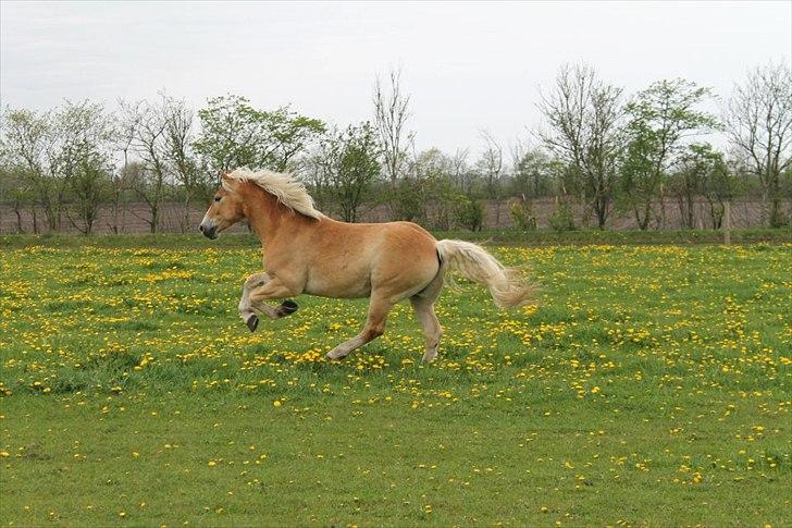 Haflinger Amber billede 1
