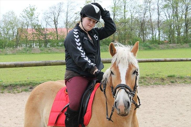 Haflinger Amber billede 2