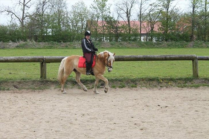 Haflinger Amber billede 7
