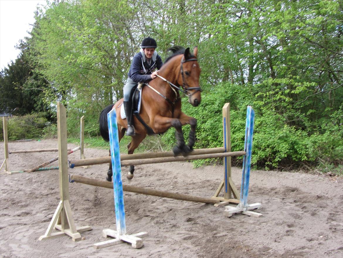 Hannoveraner Dirty Harry billede 5