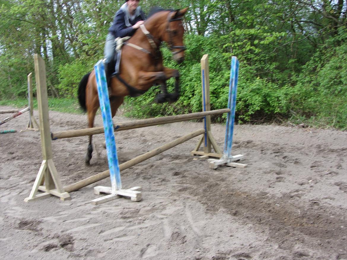 Hannoveraner Dirty Harry billede 12